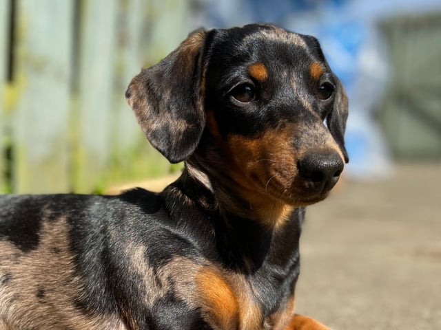 Molly the daschund, sent in by Nikki Ferrier on behalf of her daughter Erin