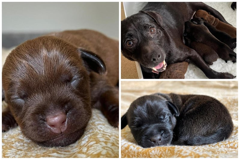 Dora the Patterdale wwith her litter of pups, which will be ready for adoption soon. She had seven pups, there are six pictured altogether in this photo gallery
