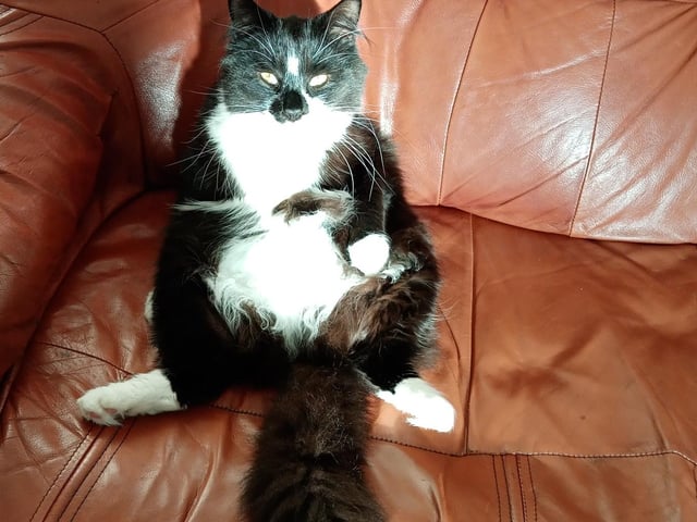Cat Mittens chilling out during lockdown. Shared by Amanda Louise Fisher.