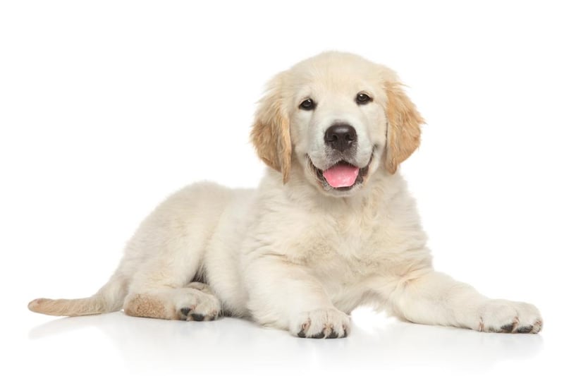 Often confused with labradors by those not in the know, golden retrievers round off the top 10 for the North West.