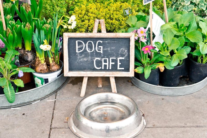 This American-style cafe serves burgers and shakes in a classic setting. The City Cafe is known for being super dog-friendly, with plenty of space for larger dogs to find a space among the tables. Photo: Tom Gowanlock / Getty Images / Canva Pro .
