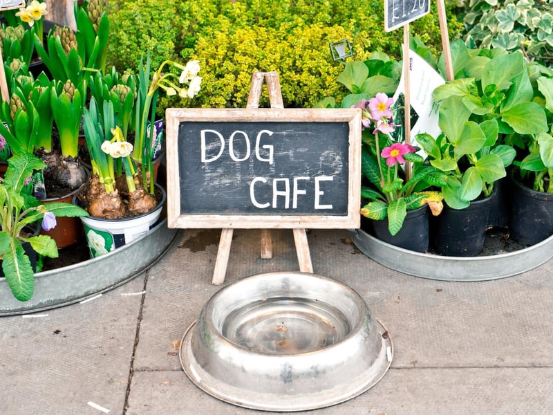 This American-style cafe serves burgers and shakes in a classic setting. The City Cafe is known for being super dog-friendly, with plenty of space for larger dogs to find a space among the tables. Photo: Tom Gowanlock / Getty Images / Canva Pro .