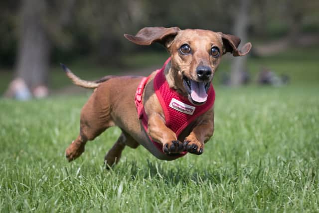 Scampi the dachshund in Bath's Royal Victoria Park in south-west England. (Photo by Matt Cardy/Getty Images)