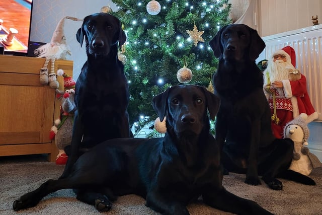 Hollie, Jessie, and Lucie are our three wise dogs of Christmas!