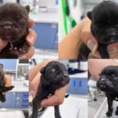 On September 13, 2022, five French  Bulldog type puppies were found dumped in Beeley Woods in Sheffield- this is how they survived against the odds.