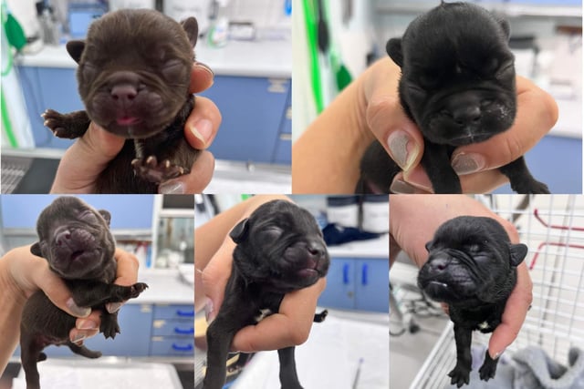 The five French Bulldog puppies, just days after they were brought in to the vets.