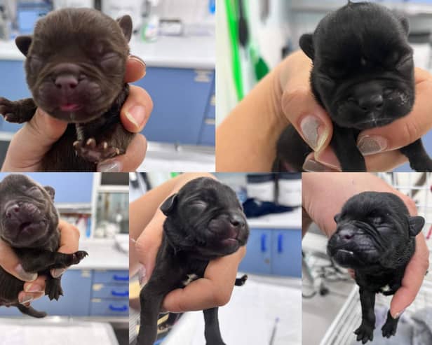 On September 13, 2022, five French  Bulldog type puppies were found dumped in Beeley Woods in Sheffield- this is how they survived against the odds.