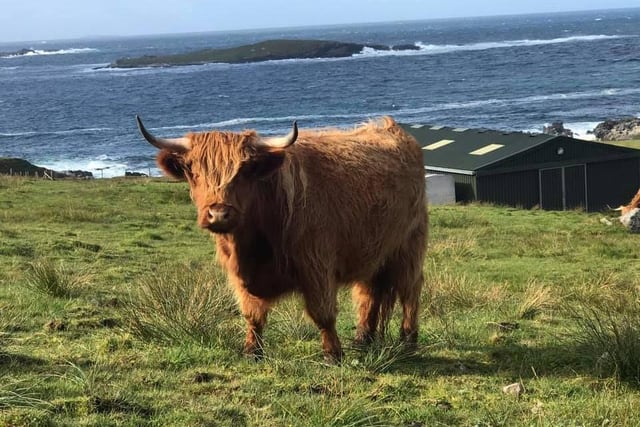 Many of us have been enjoying walks to stay healthy during lockdown. Frauke Ly captured this picture of a lone Highland cow while out and about.