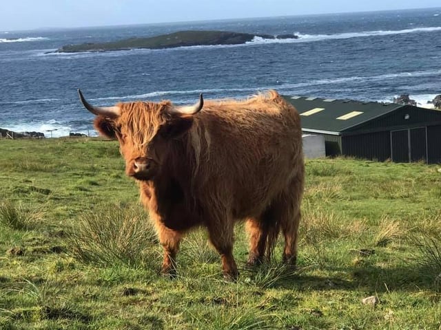Many of us have been enjoying walks to stay healthy during lockdown. Frauke Ly captured this picture of a lone Highland cow while out and about.