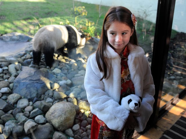 Tian Tian the panda at Edinburgh Zoo where a 7 year old girl from Peebles also called Tian Tian paid a visit after writing a letter to Fiona Hyslop. Tian Tian has a Chinese mother and Scottish father.
