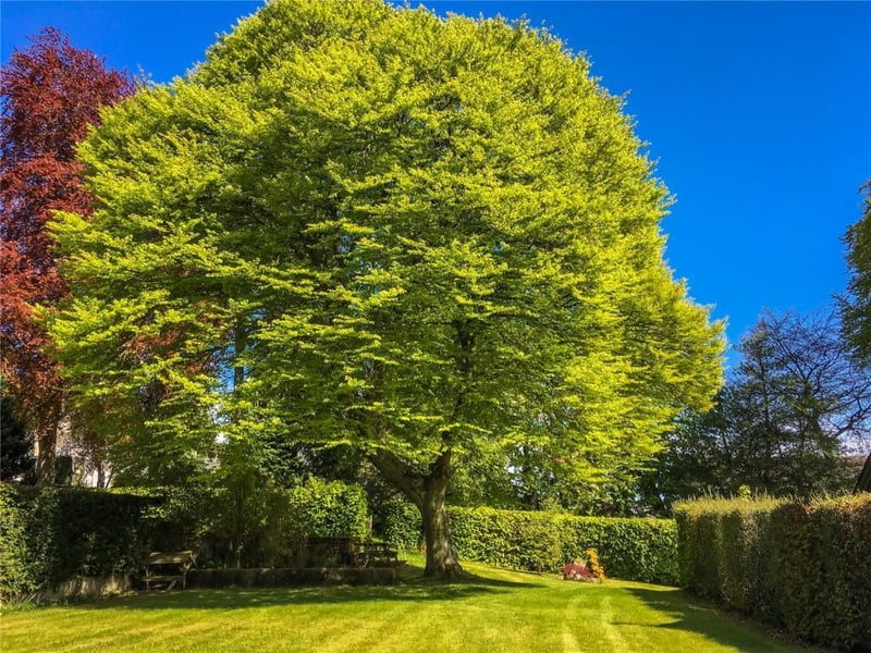 Rear garden.