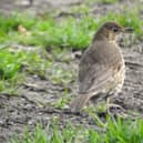 Song thrush in Graves Park by Ian Rotherham