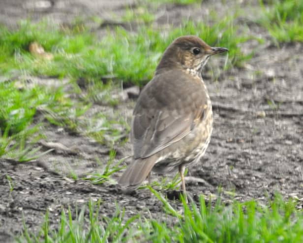 Song thrush in Graves Park by Ian Rotherham