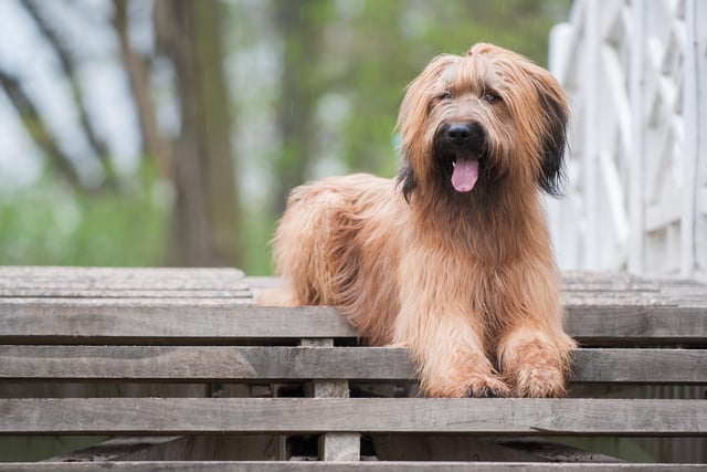 The Briard is loyal, loving and smart (Photo: Shutterstock)