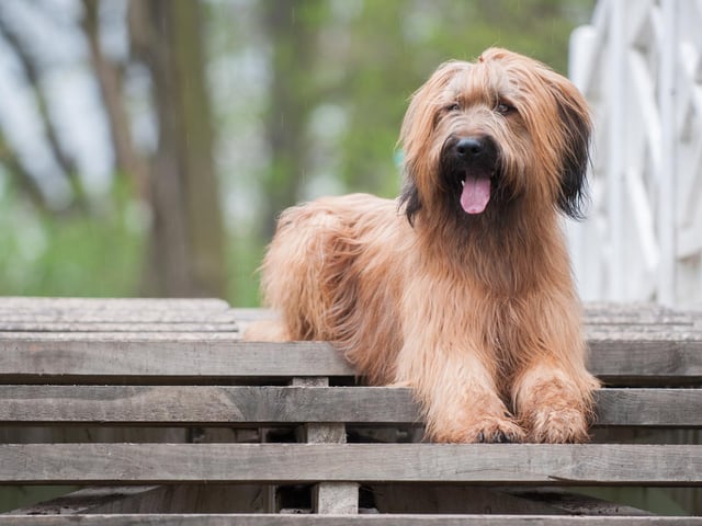 The Briard is loyal, loving and smart (Photo: Shutterstock)