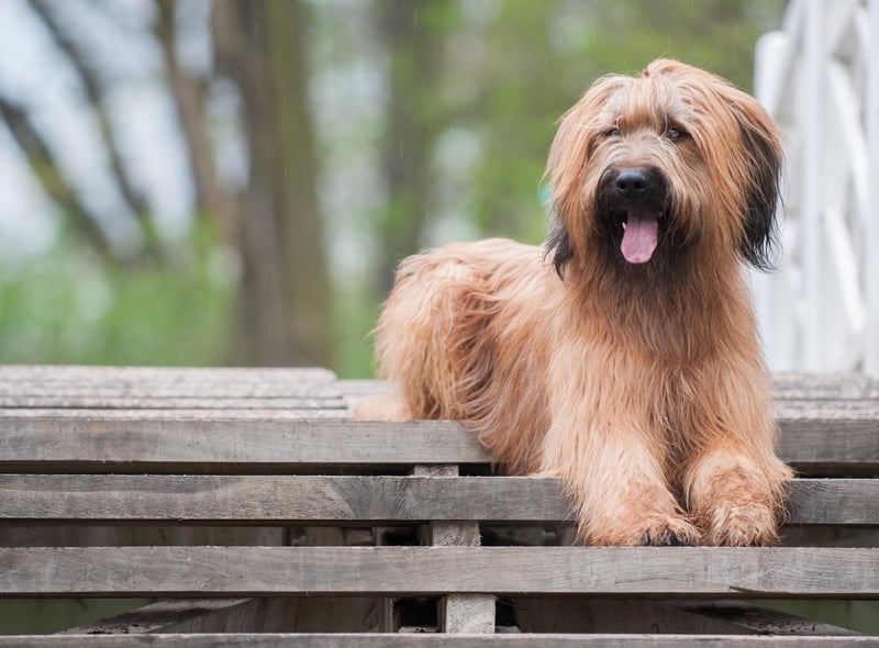 The Briard is loyal, loving and smart (Photo: Shutterstock)