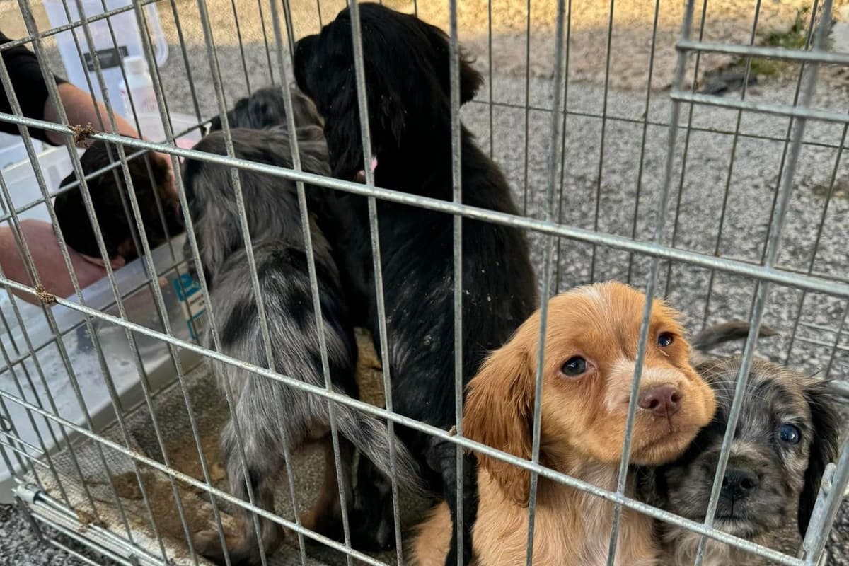 Sanctuary Rescue Thornberry animal sanctuary: Rescue shelter with lots of puppies in ...