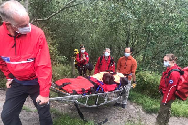 Edale Mountain Rescue Team lent a helping hand after Jess the Labrador became unwell and unable to continue her walk