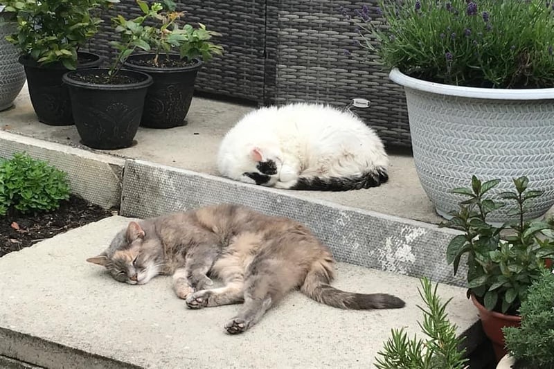 A cat nap for the girls.