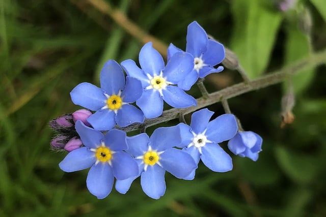 Forgetmenot taken by Andy Wood