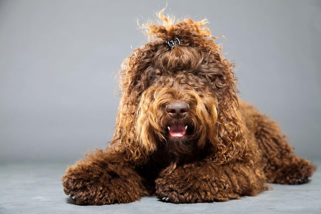 The Barbet is a rustic breed who is very social and loyal (Photo: Shutterstock)