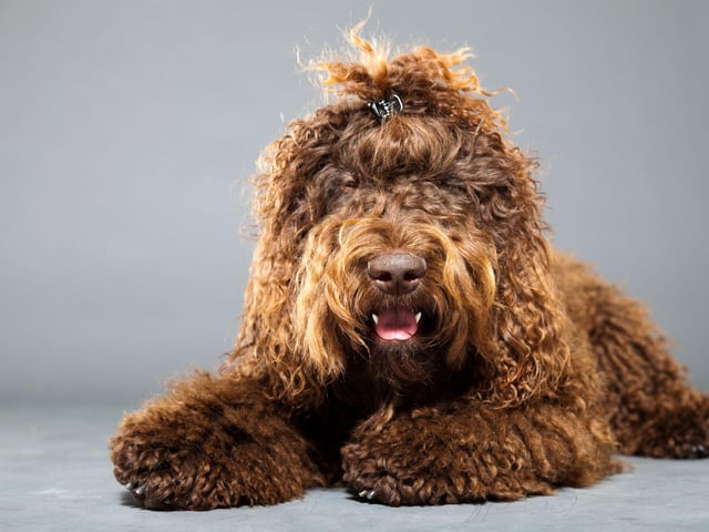 The Barbet is a rustic breed who is very social and loyal (Photo: Shutterstock)