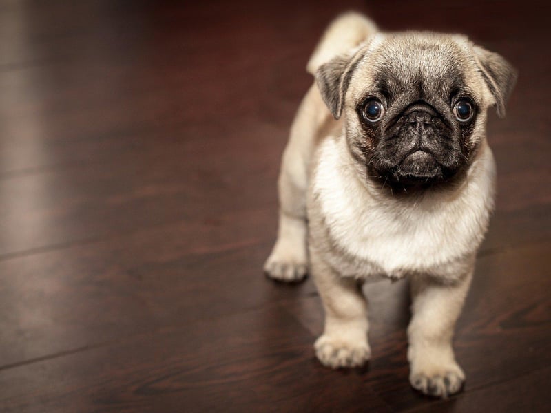These little dogs are also hugely popular