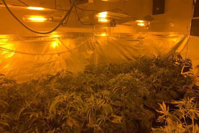 The cannabis farm was found at a disused building on Chapel Lane, Attercliffe.