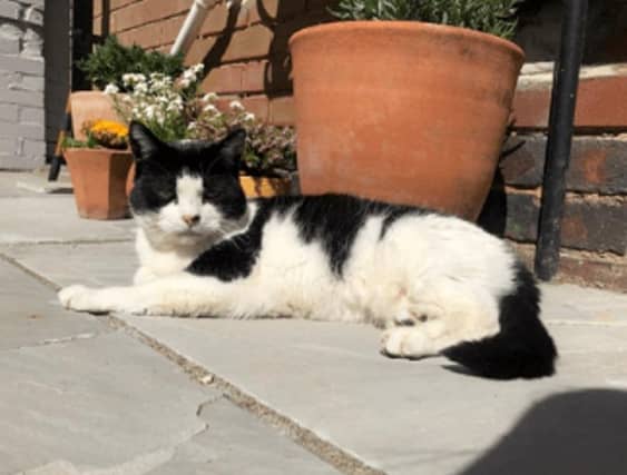 Here are the 10 most Instagrammable cats on 2023.