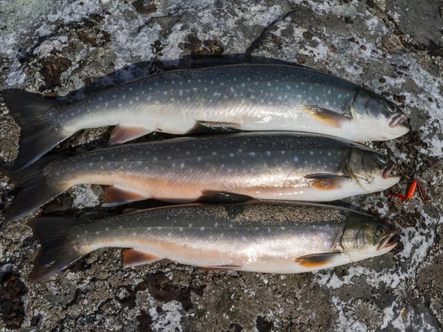 As their name suggests, Arctic Charr are a fish which have evolved to suit cold temperatures. Rising temperatures in the lochs and rivers they call home will certainly cause their decline, according to Scotland's Nature Agency, which has noted entire populations disappearing.