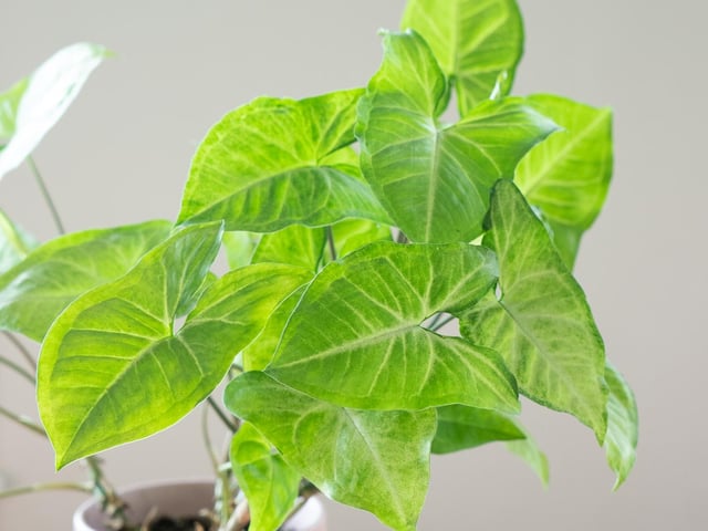 Despite it attractive heart-shaped leaves, this philodendron relative is mildly toxic