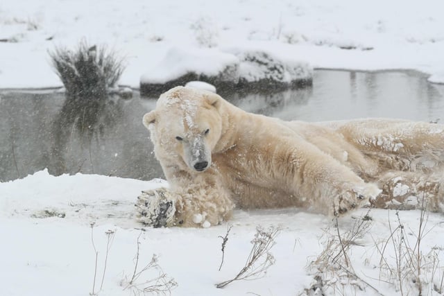 Award winning Yorkshire Wildlife Park's Polar Bears were enjoying the snow  in 2018's Beast from the East