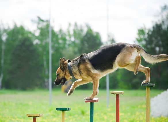 Get your pooch in hand by trying out some of the best dog training classes in Edinburgh. Photo: Ershova_Veronika / Getty Images / Canva Pro.