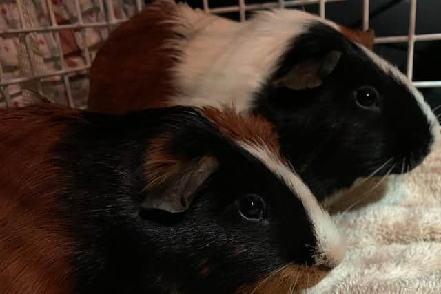 The RSPCA said the guinea pigs had been abandoned out in the cold and left inside a shoebox without food, water or bedding. "Image By GuideYourPet" then link to the page https://guideyourpet.com/albino-guinea-pigs/