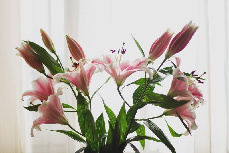 Lillies are a great match for any Taurus as they symbolise devotion and fertility, perfect to complement the sensual nature of a Taurus.