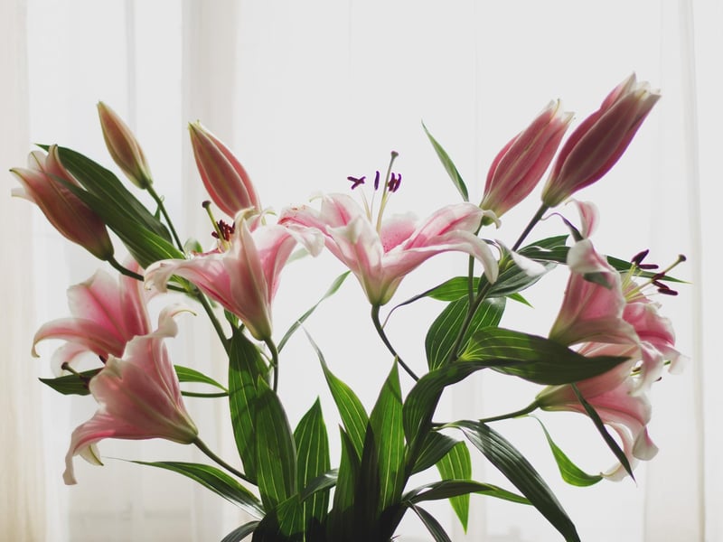 Lillies are a great match for any Taurus as they symbolise devotion and fertility, perfect to complement the sensual nature of a Taurus.