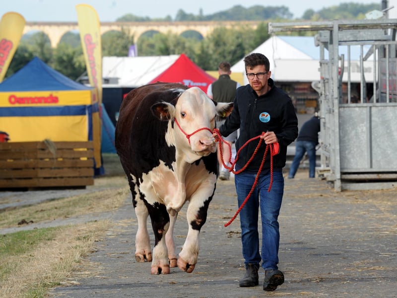 A handler leads a cow through the showground.