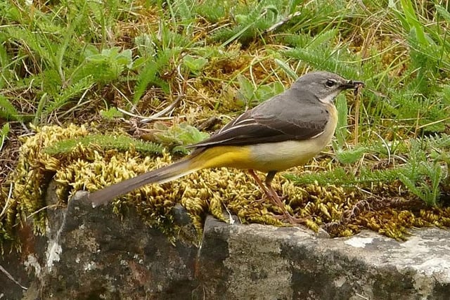 Grey wagtail gathering food for the young