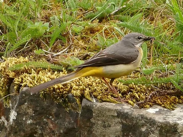 Grey wagtail gathering food for the young
