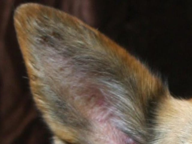 This breed is probably the most adaptable of all the working dogs.