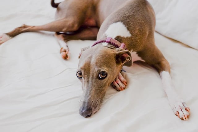 These lean, athletic dogs can cause trouble in your home, with an average damage cost for owners of £192 per year. Across all breeds, around 17 per cent of owners surveyed said their sofa had been damaged by their dog.