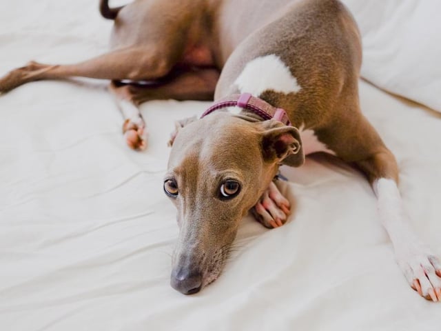 These lean, athletic dogs can cause trouble in your home, with an average damage cost for owners of £192 per year. Across all breeds, around 17 per cent of owners surveyed said their sofa had been damaged by their dog.