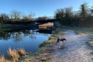 Maggie the Romanian rescue who’s 10 months old, enjoying her walk in Foxes Forest on a cold crisp morning. Picture: Charlotte Crotty