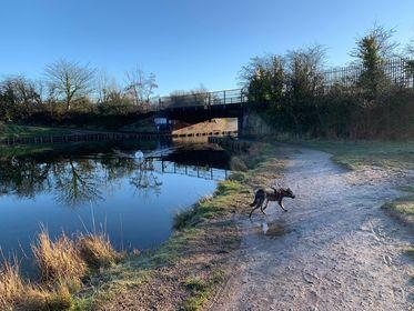 Maggie the Romanian rescue who’s 10 months old, enjoying her walk in Foxes Forest on a cold crisp morning. Picture: Charlotte Crotty