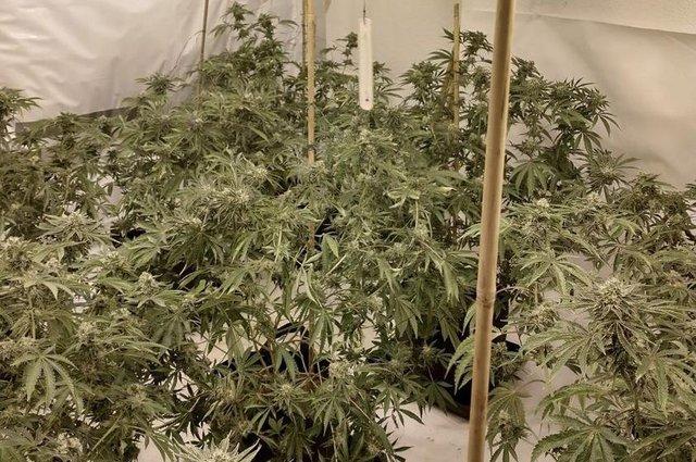 Pictured are plants found during raids in two separate grows in September. 
Police said a male was arrested following the bust.