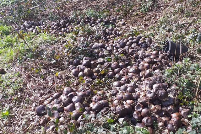 Dozens of "giant avocados" were found in a lay-by next to Ladybower Reservoir.