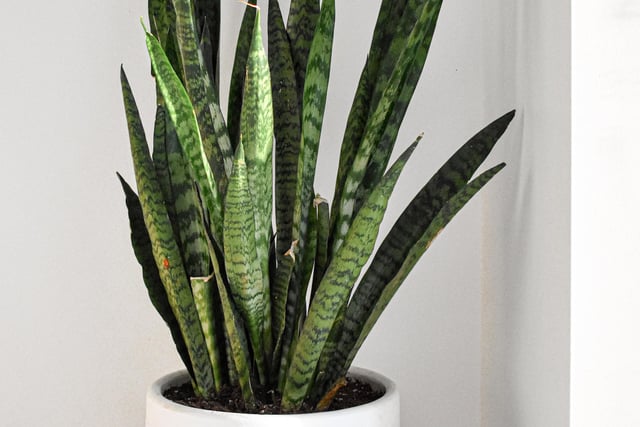 Snake plants need minimal care; but can really help to improve your wellbeing as they add moisture to the air and release oxygen. They’re particularly ideal for people who suffer with allergies.