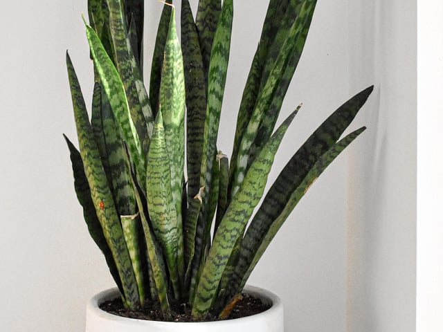 Snake plants need minimal care; but can really help to improve your wellbeing as they add moisture to the air and release oxygen. They’re particularly ideal for people who suffer with allergies.