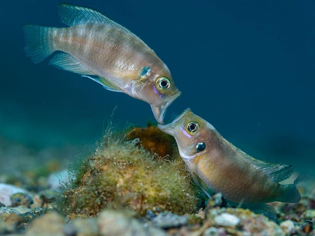 Angel Fitor (Spain) provides an intimate look into the lives of cichlid fishes in Lake Tanganyika. Two male cichlid fish fight jaw to jaw over a snail shell. Inside the half-buried shell is a female ready to lay eggs. For three weeks Angel monitored the lake bed looking for such disputes. The biting and pushing lasts until the weaker fish gives way. This struggle was over in seconds but lasted just long enough for Angel to get his winning shot.