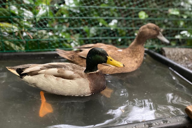 Meet Stevie, the blind Mallard duck. Stevie came to the sanctuary in 2014 from another local rescue which had done a brilliant job of saving him from death after he’d been attacked and sustained traumatic eye damage.  Now completely blind, he does really well in a secure pen at Manor Farm with his wife Wanda as his loudly quacking ‘guide duck’.  They’re a very sweet couple!

Photo by Courtney Woolhouse.